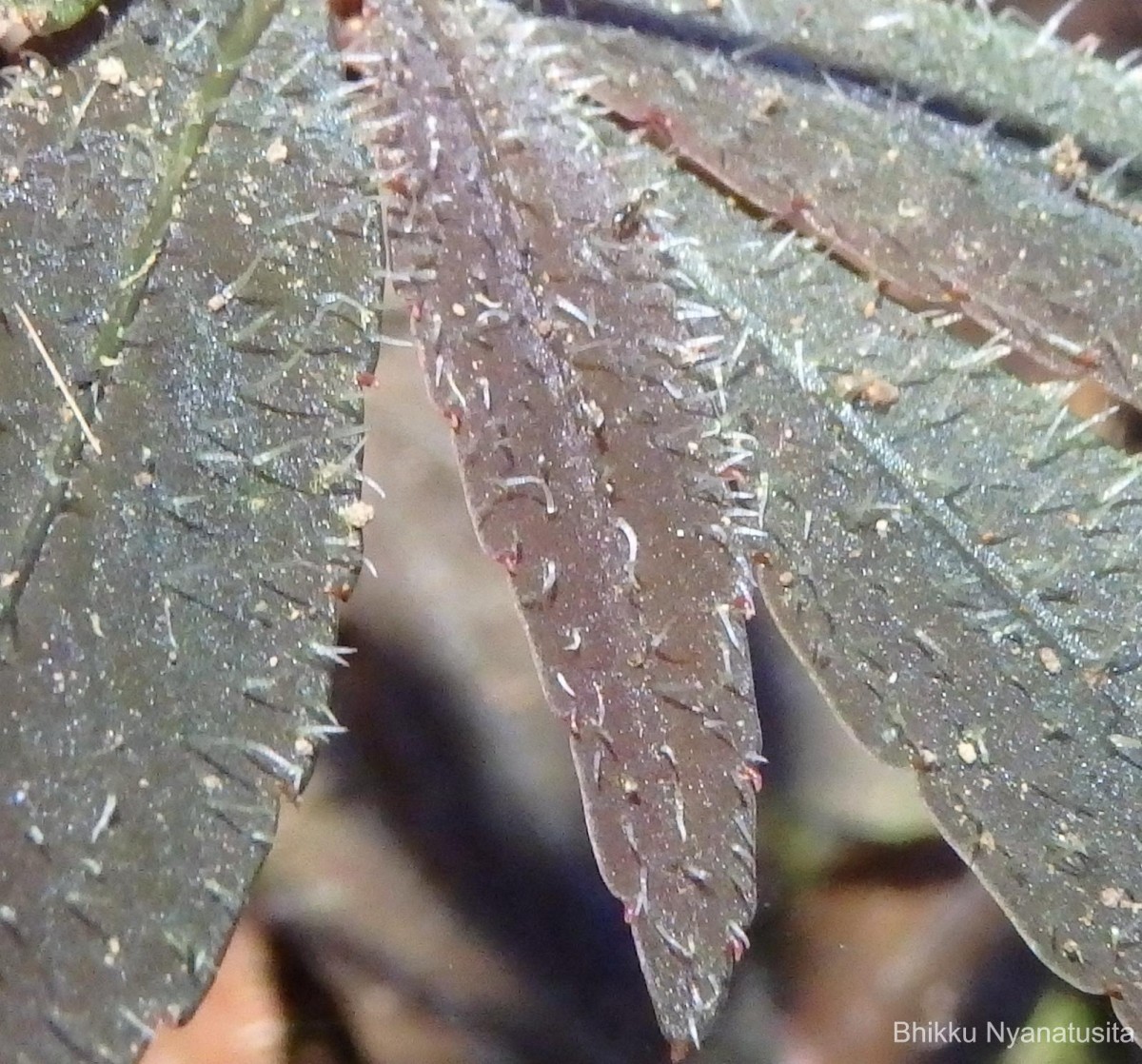 Impatiens thwaitesii Hook.f. ex Grey-Wilson